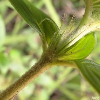 Knoxia platycarpa var. hirsuta (Arn.) Thwaites